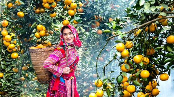 Bac Quang Orange: A Sweet Symbol of Ha Giang