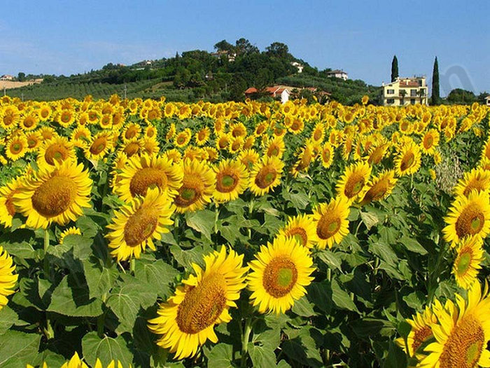 FLOWER VALLEY WEST LAKE - best place to travel in HoTay