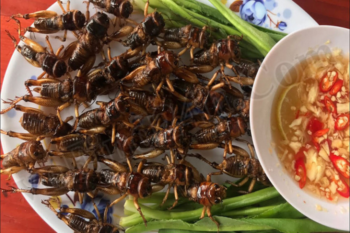 Crispy Delight: The Fried White Cricket Experience (Dế chiên ròn)