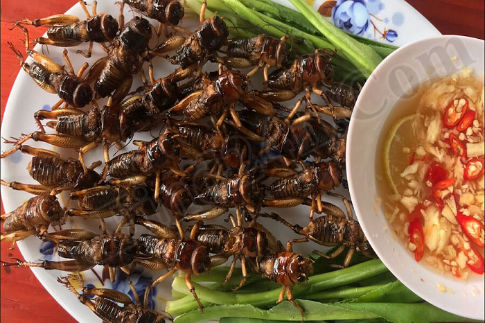 Fried White Cricket (Dế Mèn)