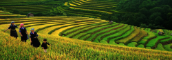 Embracing the Splendor of the Sapas Rice Terrace Season